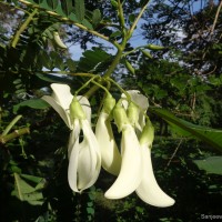 <i>Sesbania grandiflora</i>  (L.) Poir.